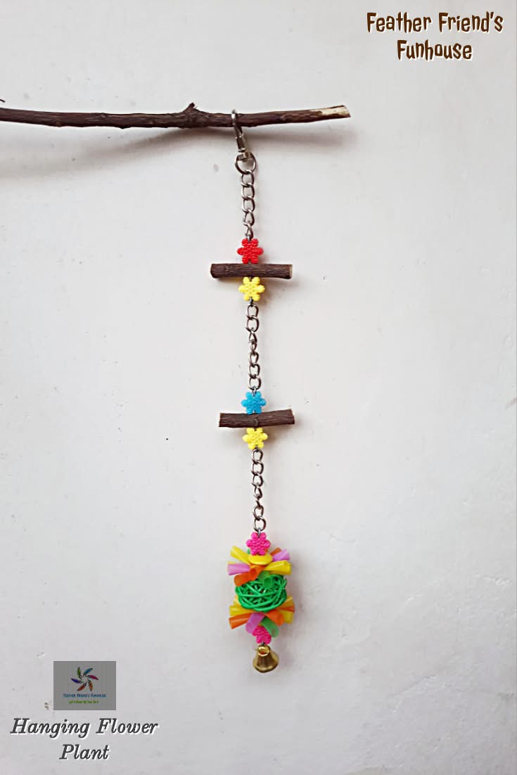 Hanging Flower Plant